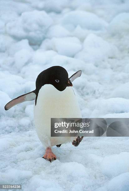 adelie penguin walking on the ice - adeliepinguin stock-fotos und bilder