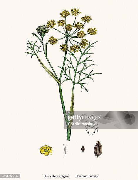 fennel plant scientific illustration - fennel stock illustrations