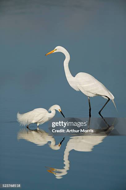 snowy and great egrets - captiva island stock-fotos und bilder