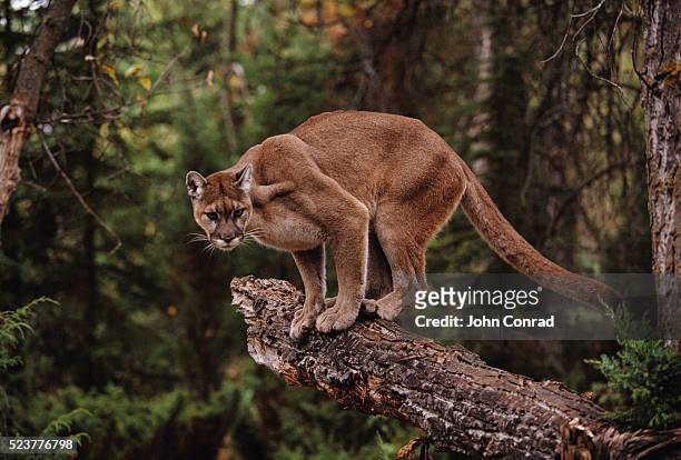 mountain lion on tree stump - puma stock-fotos und bilder
