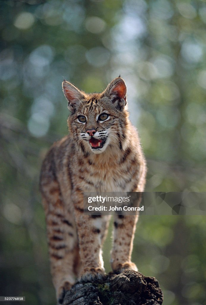 Bobcat Cub on a Rock