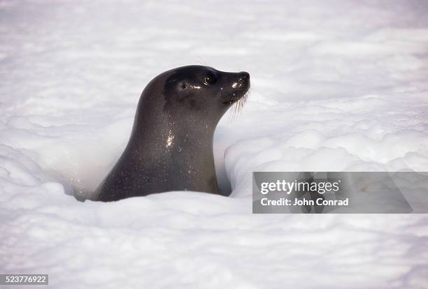 harp seal peeking from breathing hole - breathing hole stock pictures, royalty-free photos & images