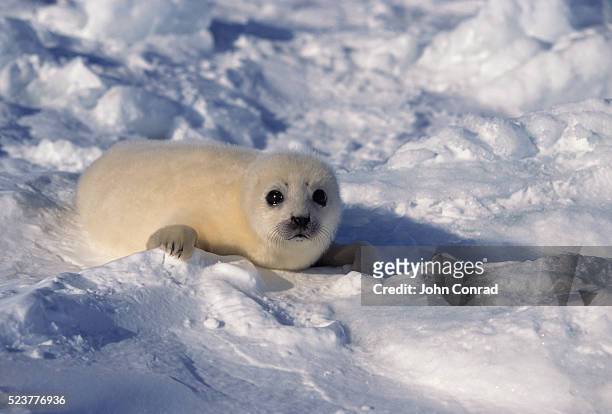 harp seal pup on snow - islas de la magdalena fotografías e imágenes de stock