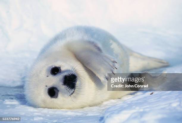 harp seal pup on its side - islas de la magdalena fotografías e imágenes de stock