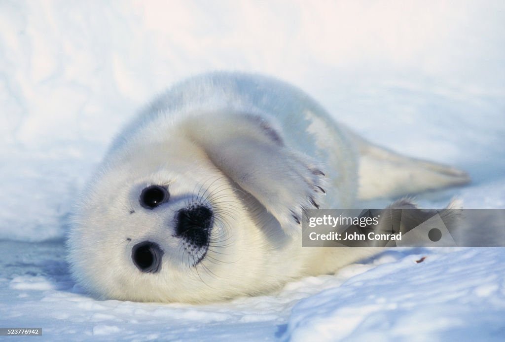 Harp Seal Pup on its Side
