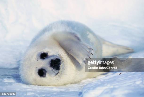 harp seal pup on its side - baby seal stock pictures, royalty-free photos & images