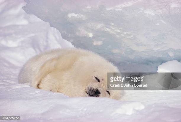 sleeping harp seal pup - foca fotografías e imágenes de stock