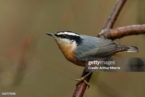 red-breasted nuthatch - nuthatch stock pictures, royalty-free photos & images