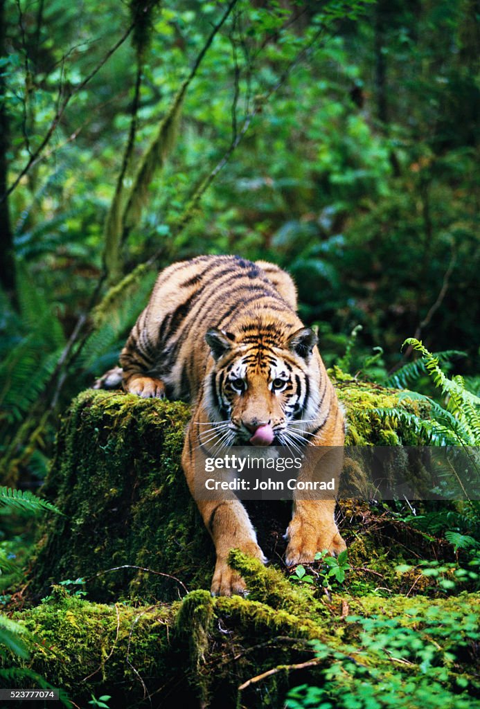 Bengal Tiger in Forest