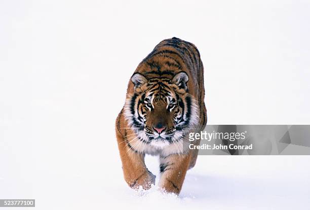siberian tiger in snow - fauve photos et images de collection