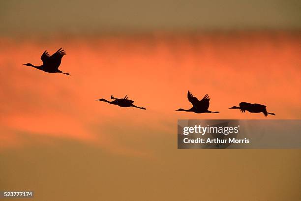 birds migrating - bosque del apache national wildlife reserve stockfoto's en -beelden