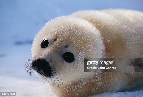 harp seal pup - seal pup stock pictures, royalty-free photos & images
