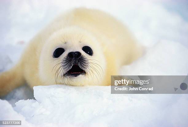 harp seal pup - harp seal stock pictures, royalty-free photos & images