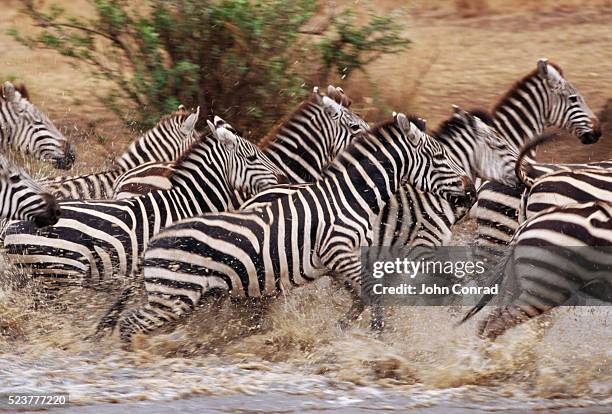 zebras running - zebra herd running stock pictures, royalty-free photos & images