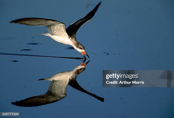 black skimmer - cape may ストックフォトと画像