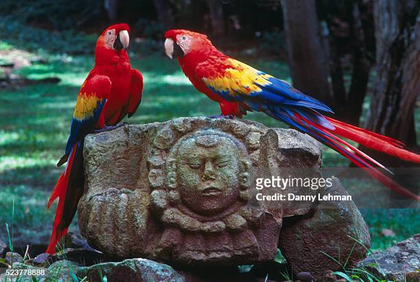 macaws on mayan ruins - honduras stock pictures, royalty-free photos & images