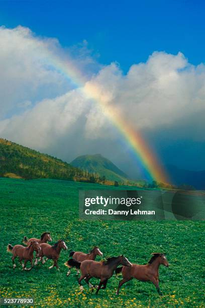 arabian horses and rainbow - サンタイネス ストックフォトと画像
