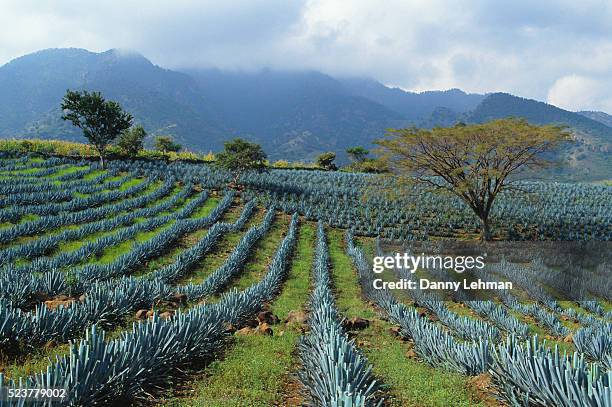 agave field in mexico - agave 個照片及圖片檔