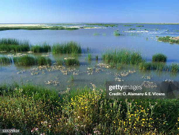 hinojos marshes in spain - parque nacional de donana stock pictures, royalty-free photos & images