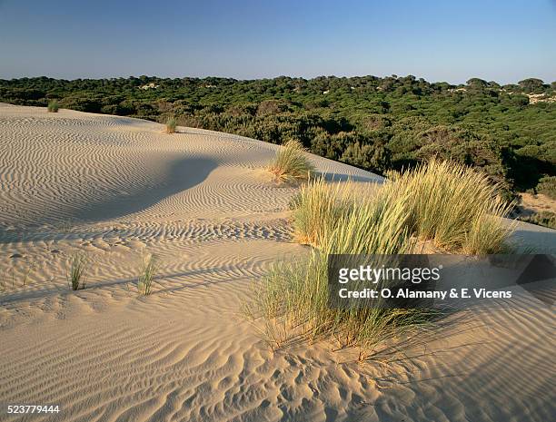 pine forest and sand dunes in spain - parque nacional de donana stock pictures, royalty-free photos & images