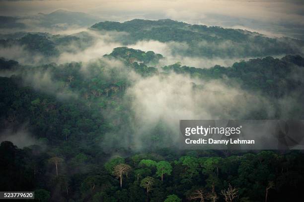 rainforest shrouded in fog - aerial rainforest stock pictures, royalty-free photos & images