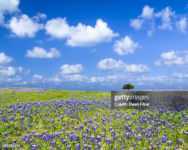 texas bluebonnet field - hill country stock pictures, royalty-free photos & images