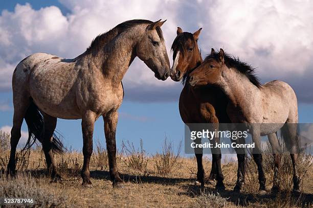 family of wild horses - nuzzling stockfoto's en -beelden