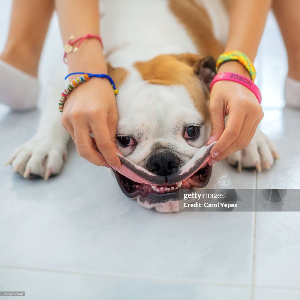 English bulldog Puppy smiling