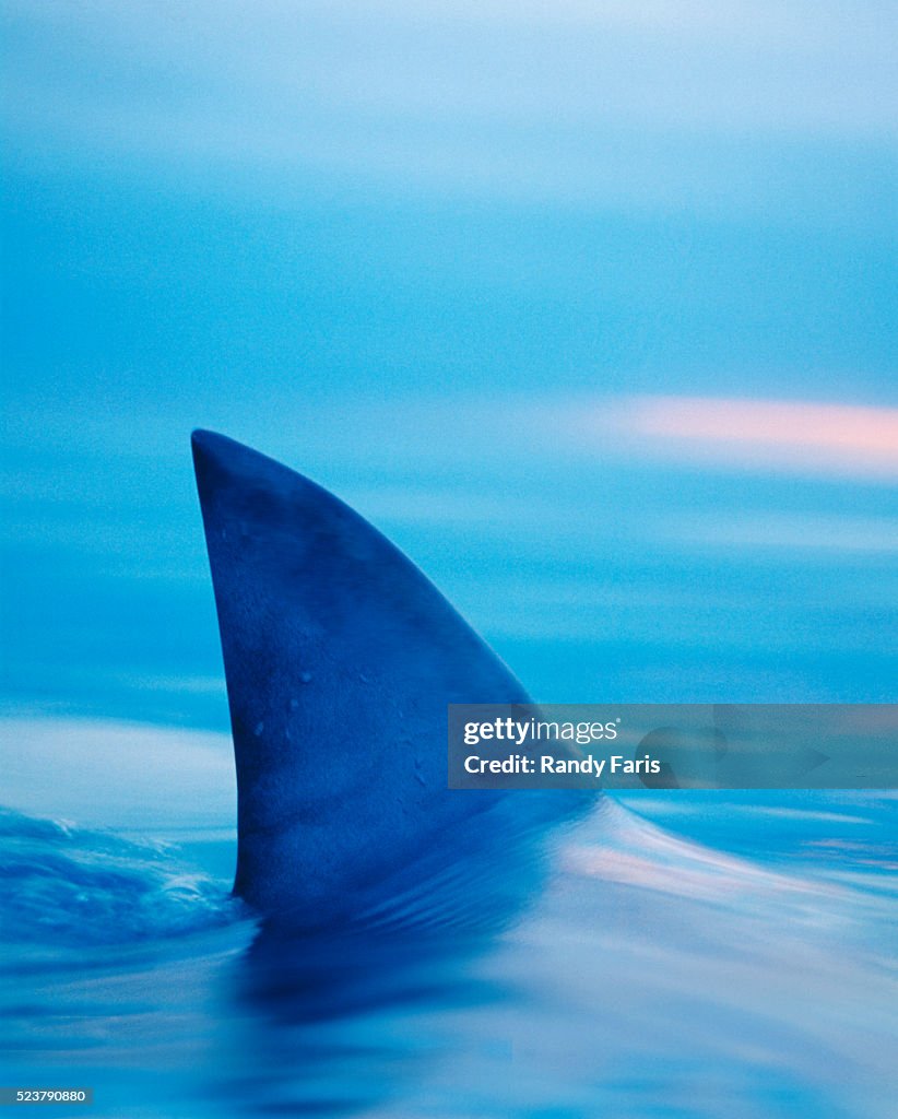 Shark's Dorsal Fin Cutting Surface of Water