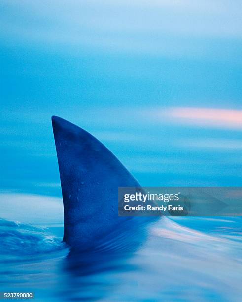 shark's dorsal fin cutting surface of water - dorsal fin stock pictures, royalty-free photos & images