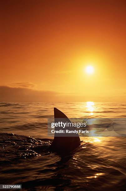 shark fin in water - shark fin stock-fotos und bilder