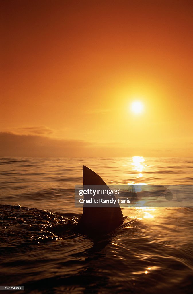 Shark Fin in Water