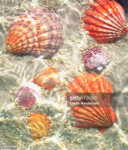 seashells in the ocean - conchiglia foto e immagini stock