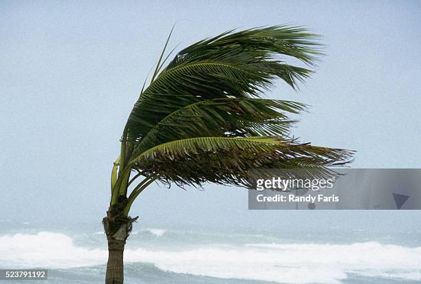 palm tree blowing in hurricane winds - hurricane stock pictures, royalty-free photos & images