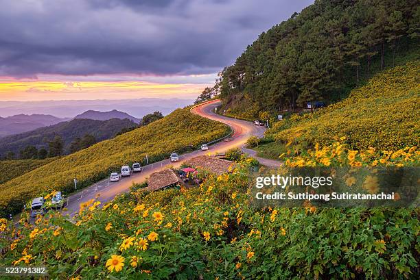 sunset landscape nature flower tung bua tong mexican sunflower field in maehongson (mae hong son),thailand. - メーホンソン州 ストックフォトと画像