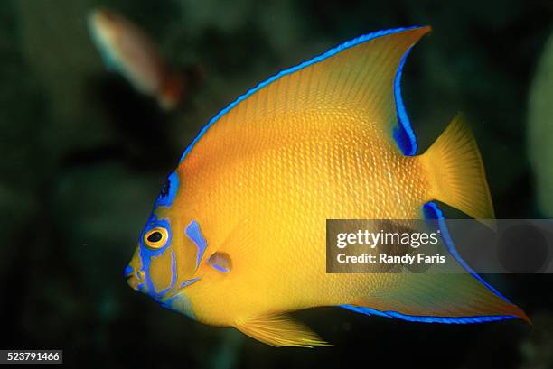 Yellow Anglet 379 Yellow Angelfish Stock Photos, High-Res Pictures, and Images ...