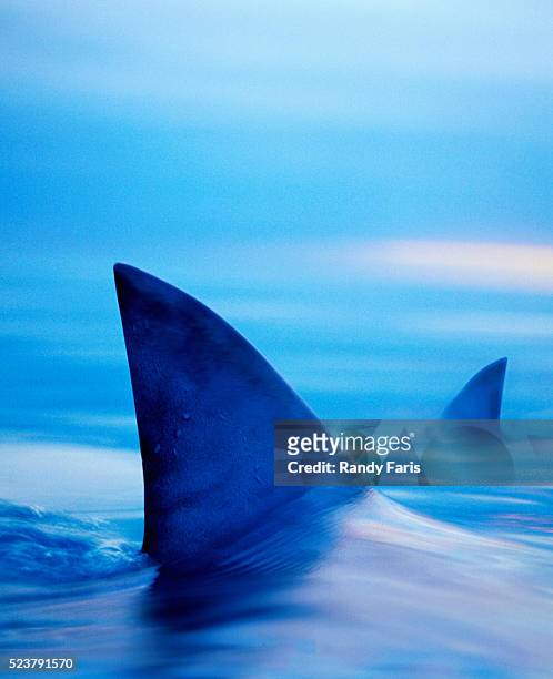 shark fins cutting surface of water - tubarão imagens e fotografias de stock
