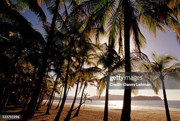 palm trees on playa carrillo - playa carrillo stock pictures, royalty-free photos & images