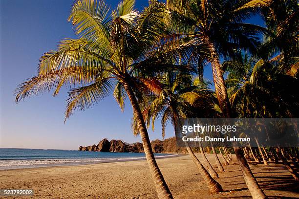palm trees on playa carrillo - playa carrillo stock pictures, royalty-free photos & images