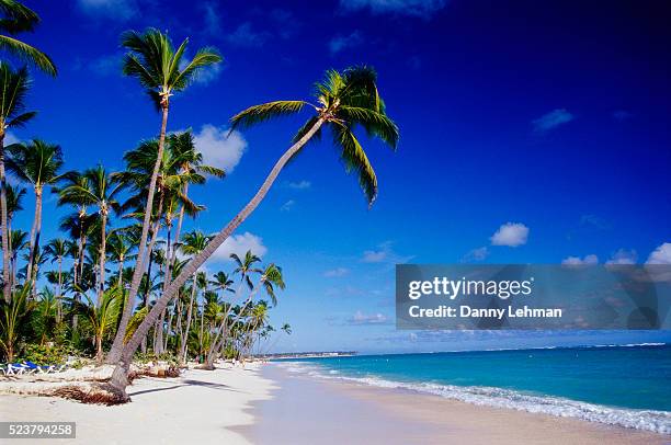 palm trees on bavaro beach - punta cana stock pictures, royalty-free photos & images