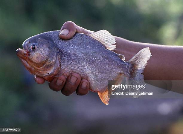 person holding a piranha - cypriniforme photos et images de collection