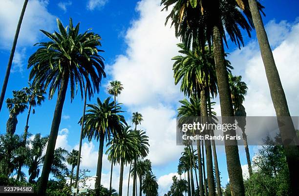 palm trees lining street - beverly hills california stock pictures, royalty-free photos & images