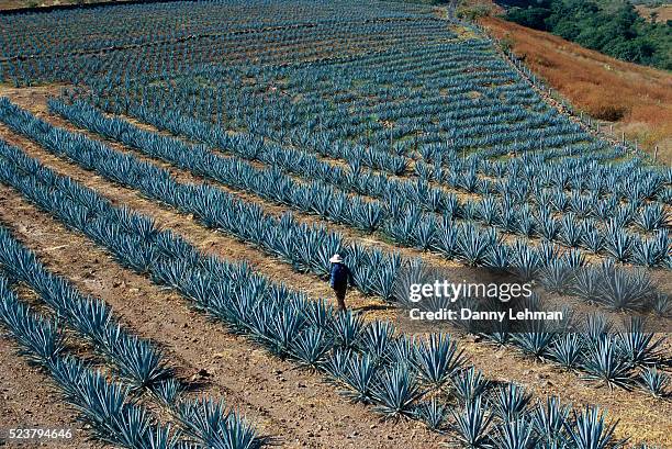 agave field - agave stock pictures, royalty-free photos & images