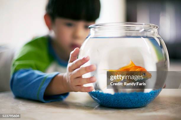 boy holding fishbowl - fish bowl stock-fotos und bilder