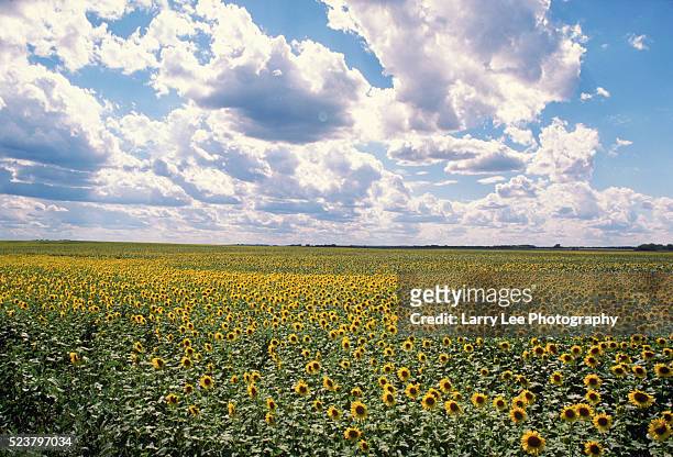 sunflower field in north dakota - grandes planícies imagens e fotografias de stock