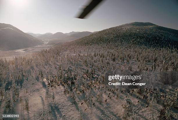 reindeer stampede through siberian taiga - sakha republic ストックフォトと画像