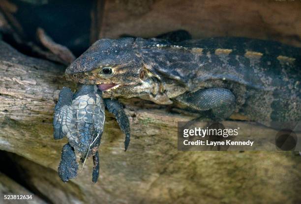 iguana kills newly hatched turtle, osa peninsula, costa rica - grüner leguan stock-fotos und bilder