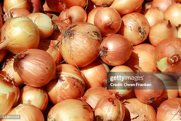 yellow onions for sale at the south station produce market in boston, massachusetts - zwiebel stock-fotos und bilder
