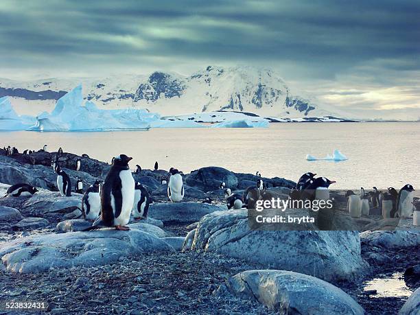 gentoo pinguine auf der halbinsel antarctic peninsula - eselspinguin stock-fotos und bilder