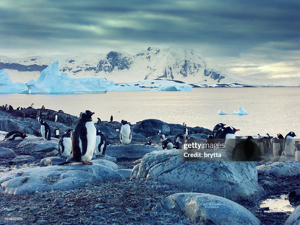 Pingüinos gentú en la península antártica